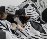 Toute petite bébé chat, 1 mois